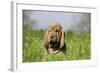 Bloodhound 13-Bob Langrish-Framed Photographic Print