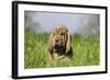 Bloodhound 13-Bob Langrish-Framed Photographic Print