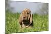 Bloodhound 13-Bob Langrish-Mounted Photographic Print