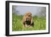 Bloodhound 13-Bob Langrish-Framed Photographic Print