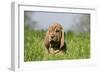 Bloodhound 13-Bob Langrish-Framed Photographic Print