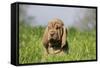 Bloodhound 13-Bob Langrish-Framed Stretched Canvas