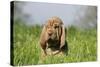 Bloodhound 13-Bob Langrish-Stretched Canvas