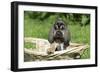 Bloodhound 15-Bob Langrish-Framed Photographic Print