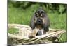 Bloodhound 15-Bob Langrish-Mounted Photographic Print