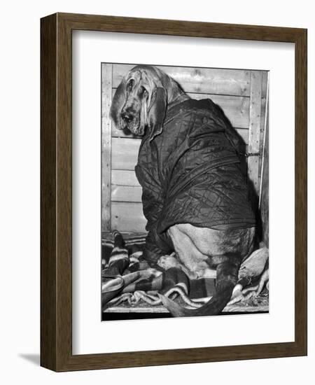 Bloodhound 1969-Birmingham Post Mail Archive-Framed Photographic Print