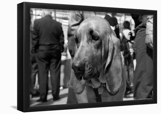 Bloodhound in NYPD K9 Unit-null-Framed Poster