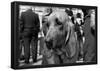 Bloodhound in NYPD K9 Unit-null-Framed Poster