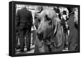 Bloodhound in NYPD K9 Unit-null-Framed Poster