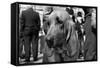 Bloodhound in NYPD K9 Unit-null-Framed Stretched Canvas