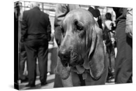 Bloodhound in NYPD K9 Unit-null-Stretched Canvas