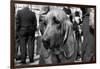 Bloodhound in NYPD K9 Unit-null-Framed Photo