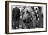 Bloodhound in NYPD K9 Unit-null-Framed Photo