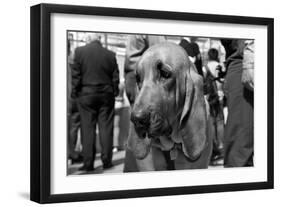 Bloodhound in NYPD K9 Unit-null-Framed Photo