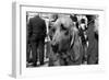 Bloodhound in NYPD K9 Unit-null-Framed Photo