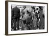 Bloodhound in NYPD K9 Unit-null-Framed Photo