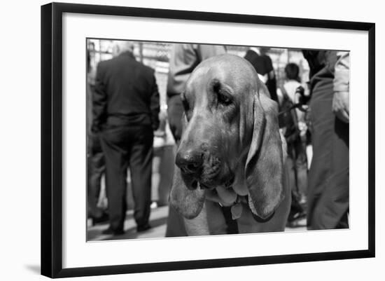 Bloodhound in NYPD K9 Unit-null-Framed Photo