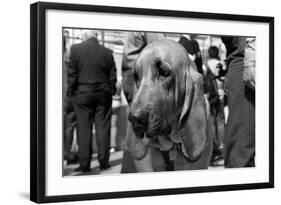 Bloodhound in NYPD K9 Unit-null-Framed Photo