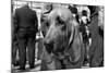 Bloodhound in NYPD K9 Unit-null-Mounted Photo