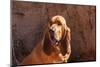 Bloodhound in the Sonoran Desert-Zandria Muench Beraldo-Mounted Photographic Print