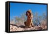 Bloodhound in the Sonoran Desert-Zandria Muench Beraldo-Framed Stretched Canvas