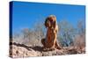 Bloodhound in the Sonoran Desert-Zandria Muench Beraldo-Stretched Canvas