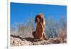 Bloodhound in the Sonoran Desert-Zandria Muench Beraldo-Framed Photographic Print