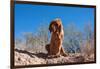 Bloodhound in the Sonoran Desert-Zandria Muench Beraldo-Framed Photographic Print