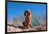 Bloodhound in the Sonoran Desert-Zandria Muench Beraldo-Framed Photographic Print