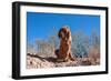 Bloodhound in the Sonoran Desert-Zandria Muench Beraldo-Framed Photographic Print