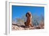 Bloodhound in the Sonoran Desert-Zandria Muench Beraldo-Framed Photographic Print