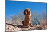 Bloodhound in the Sonoran Desert-Zandria Muench Beraldo-Mounted Photographic Print