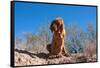 Bloodhound in the Sonoran Desert-Zandria Muench Beraldo-Framed Stretched Canvas