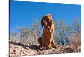 Bloodhound in the Sonoran Desert-Zandria Muench Beraldo-Stretched Canvas