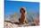 Bloodhound in the Sonoran Desert-Zandria Muench Beraldo-Stretched Canvas