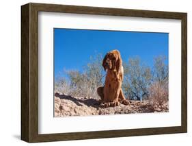 Bloodhound in the Sonoran Desert-Zandria Muench Beraldo-Framed Photographic Print