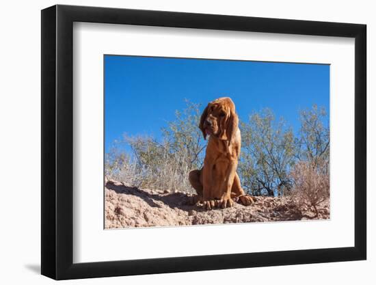 Bloodhound in the Sonoran Desert-Zandria Muench Beraldo-Framed Photographic Print