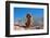 Bloodhound in the Sonoran Desert-Zandria Muench Beraldo-Framed Photographic Print