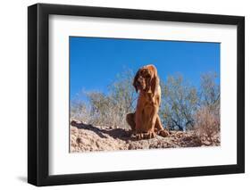 Bloodhound in the Sonoran Desert-Zandria Muench Beraldo-Framed Photographic Print