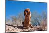 Bloodhound in the Sonoran Desert-Zandria Muench Beraldo-Mounted Photographic Print