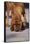 Bloodhound on Scent-DLILLC-Framed Stretched Canvas