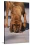 Bloodhound on Scent-DLILLC-Stretched Canvas