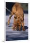 Bloodhound on Scent-DLILLC-Framed Photographic Print