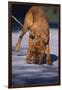 Bloodhound on Scent-DLILLC-Framed Photographic Print