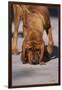 Bloodhound on Scent-DLILLC-Framed Photographic Print