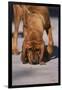 Bloodhound on Scent-DLILLC-Framed Photographic Print