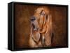 Bloodhound Portrait-Jai Johnson-Framed Stretched Canvas