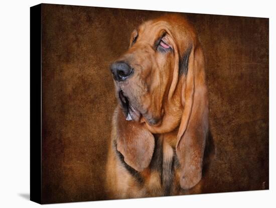 Bloodhound Portrait-Jai Johnson-Stretched Canvas