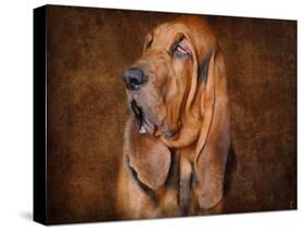 Bloodhound Portrait-Jai Johnson-Stretched Canvas