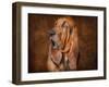 Bloodhound Portrait-Jai Johnson-Framed Giclee Print